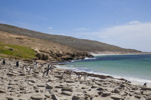 New Island, West Falklands 1215.jpg